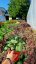 SEDUM TELEPHIUM MR GOODBUD
