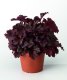 HEUCHERA - "MELTING FIRE"