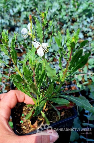 GAURA LIND. FLAMINGO WHITE