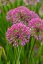 OKRASNÝ ČESNEK - ALLIUM HYBRIDA MILLENIUM