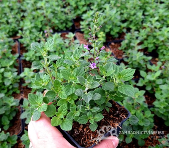 MARULKA LÉKAŘSKÁ – CALAMINTHA NEPETA „MARVELETTE BLUE“