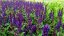 ŠALVĚJ HAJNÍ - SALVIA NEMOROSA MIDNIGHT PURPLE