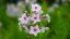 PHLOX PANICULATA - SUMMER FLOWERING NORA LEIGH