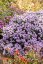 ASTRA PODZIMNÍ – ASTER DUMOSUS PROF. ANTON KIPPENBERG