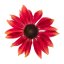 ECHINACEA PURPUREA PRAIRIE BLAZE ORANGE SUNSET