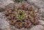NETŘESK –SEMPERVIVUM TAURUS