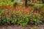 RDESNO - PERSICARIA AMPLEXICAULIS FAT DOMINO ®