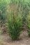PROSO PRUTNATÉ - PANICUM VIRGATUM SANGRIA