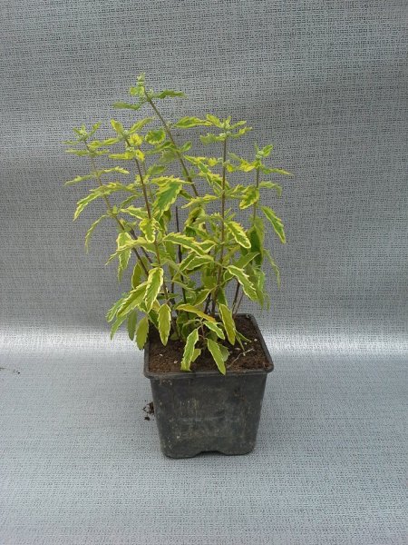 OŘECHOPLODEC -  CARYOPTERIS SUMMER SORBET