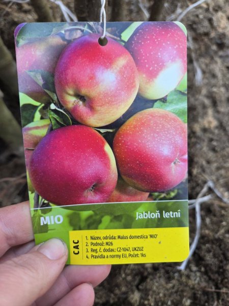 JABLOŇ LETNÍ - MIO