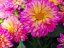 JIŘÍNA – DAHLIA HYPNOTICA TROPICAL BREESE