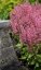 HEUCHERELLA HYB. PINK REVOLUTION