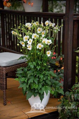 SASANKA - ANEMONE HYB. SUMMER BREEZE SNOW