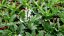 ŠALVĚJ HAJNÍ - SALVIA NEMOROSA ADRIAN