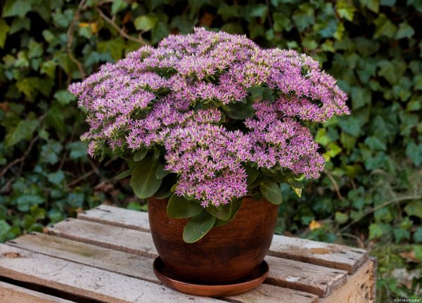 SEDUM SPECTABILE HOT STUFF