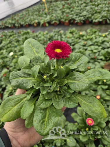 SEDMIKRASKA - BELLIS