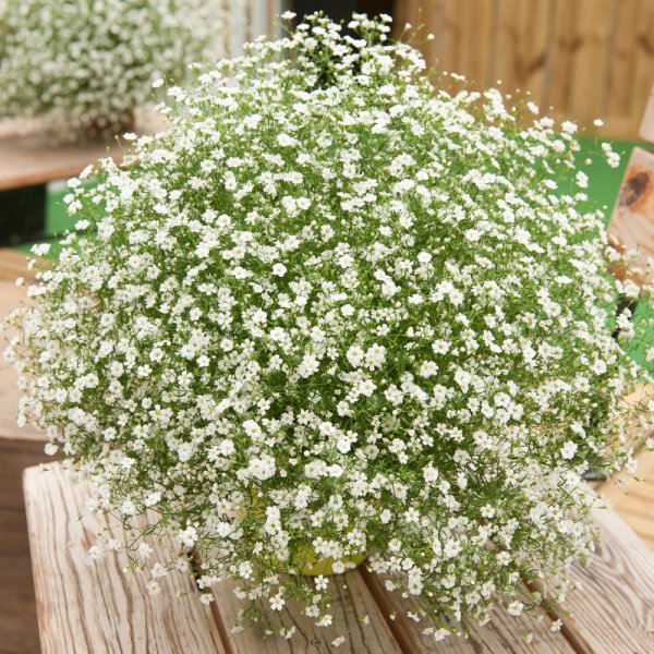 GYPSOPHILA MURALIS TEENY WHITE
