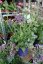 LIMONIUM LATIFOLIUM - STATICE