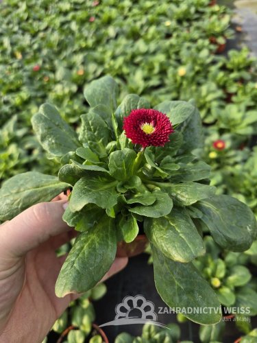 SEDMIKRASKA - BELLIS