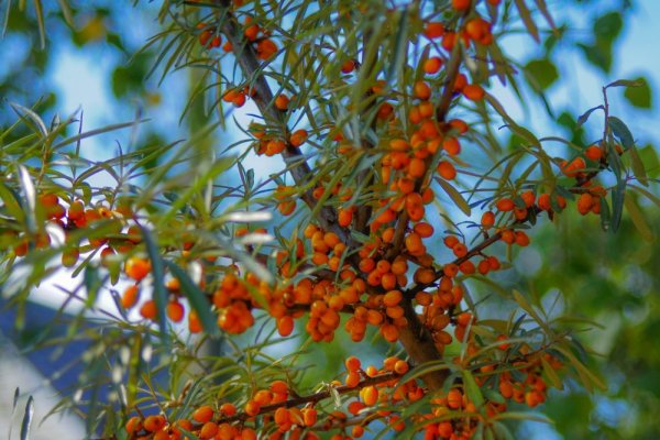 RAKYTNÍK ŘEŠETLÁKOVÝ SAMOSPRAŠNÝ "FRIESDORFER ORANGE"