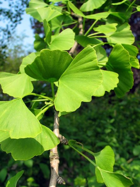 GINKO BILOBA - JINAN DVOULALOČNÝ