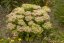 SEDUM SPECTABILE HOT STUFF