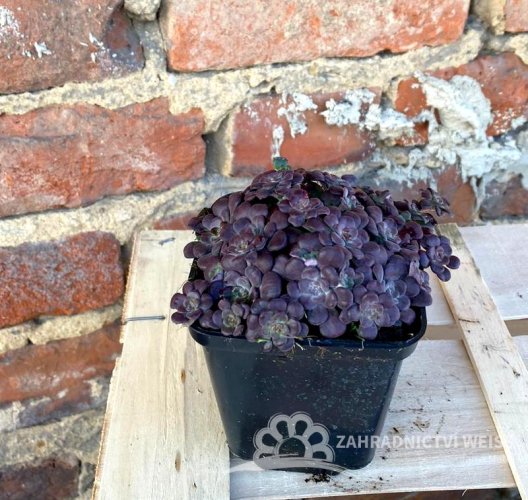 SEDUM SPATHULIFOLIUM - PURPUREUM