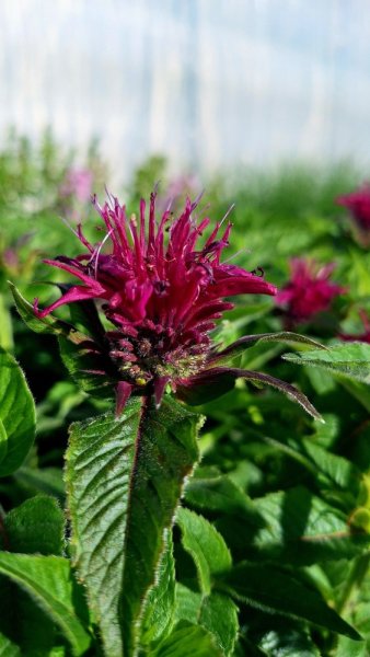 MONARDA HYBR. SUGAR BUZZ®GRAPE GUMBALL