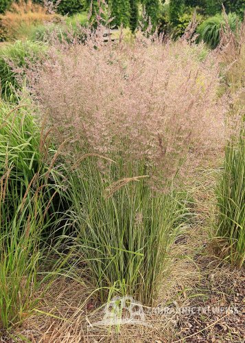 CALAMAGROSTIS OVERDAM - TŘTINA OSTROKVĚTÁ