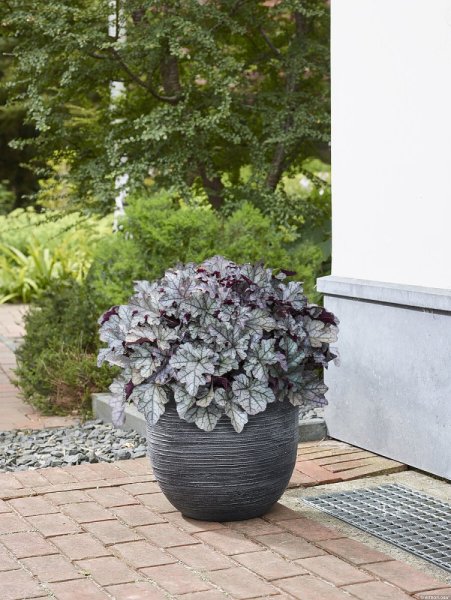 HEUCHERA REX SILVER