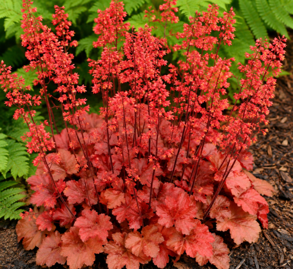 HEUCHERA CHERRY COLA
