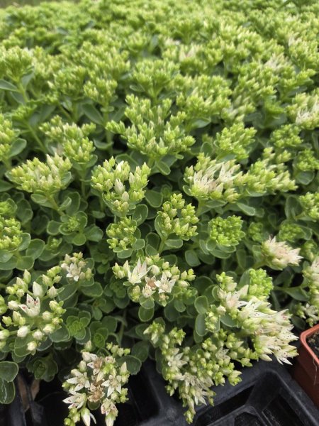 SEDUM SPURIUM ALBUM