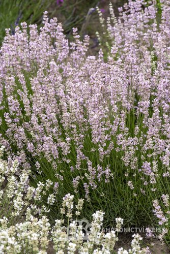LEVANDULE RŮŽOVÁ - LAVANDULA ANGUSTIFOLIA "ROSEA"
