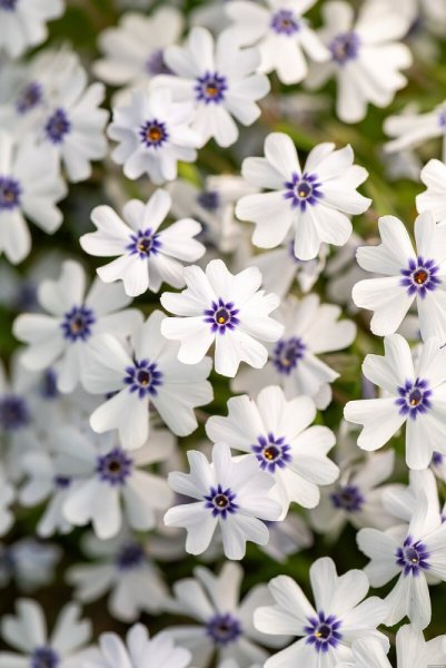 PHLOX SUBULATA BAVARIA