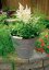 ASTILBE - ČECHRAVA ASTARY WHITE