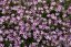 ŠATÉR PLAZIVÝ - GYPSOPHILA REPENS KNUDDEL