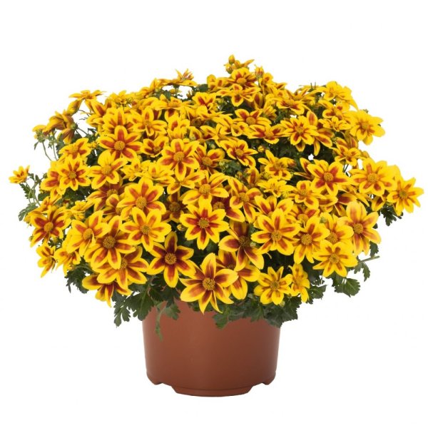 DVOUZUBEC - BIDENS "BIDY BOOM RED EYE"