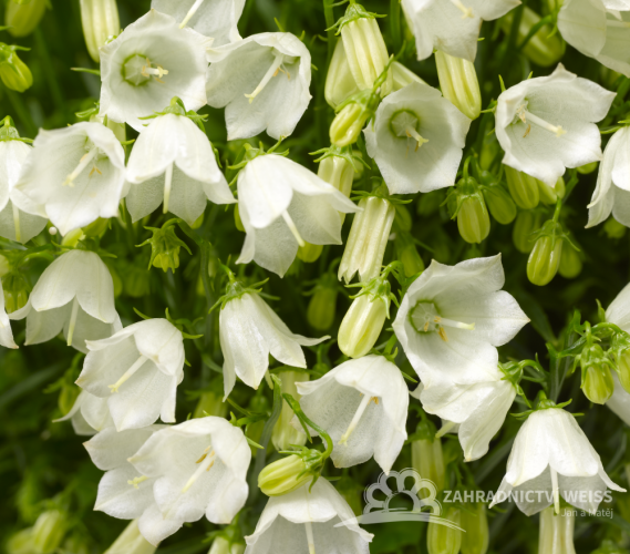 ZVONEK LŽIČKOLISTÝ - CAMPANULA SWINGING BELLS WHITE