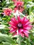 RUDBECKIA x HYBRIDA FLAMENCO TRUE RED ®