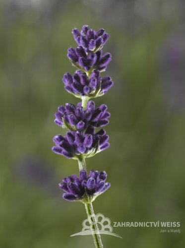 LEVANDULE LÉKAŘSKÁ - "AROMATICO BLUE COMPACT"