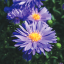 ASTRA PODZIMNÍ - ASTER MAGIC BLUE