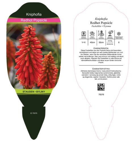 KLEOPATŘINA JEHLA - KNIPHOFIA REDHOT POPSICLE