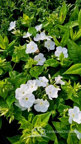 PHLOX PANICULATA FLAME PRO WHITE ®