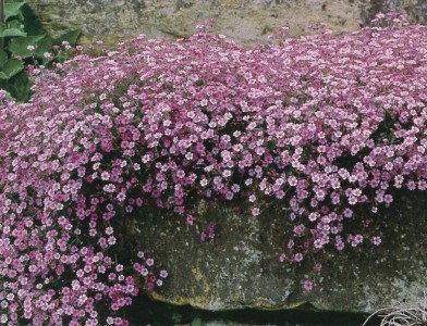 GYPSOPHILA REPENS - FILOU ROSE - ŠATER PLAZIVÝ