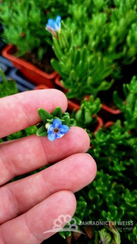 KAMEJKA - LITHODORA HEAVENTLY BLUE