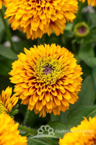 RUDBECKIA HIRTA JAMAICA