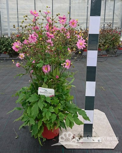 SASANKA - ANEMONE HYB. BRESSINGHAM GLOW