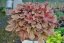 HEUCHERELLA x HYBRIDA BUTTERED RUM
