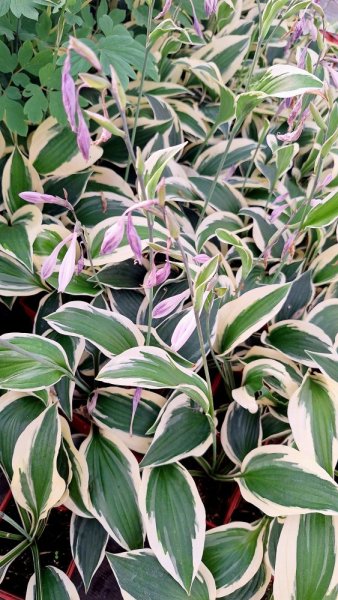HOSTA HYBR. PATRIOT