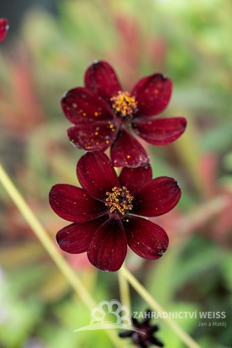 COSMOS ATROSANGUINEUS ECLIPSE